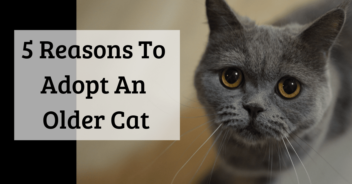 5 Reasons You Should Adopt An Older Cat