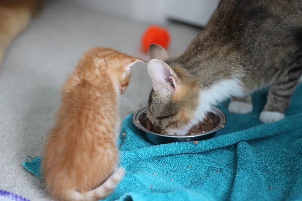 Young Mama Cat Can't Part With Runt Kitten, So Grateful They’re Adopted