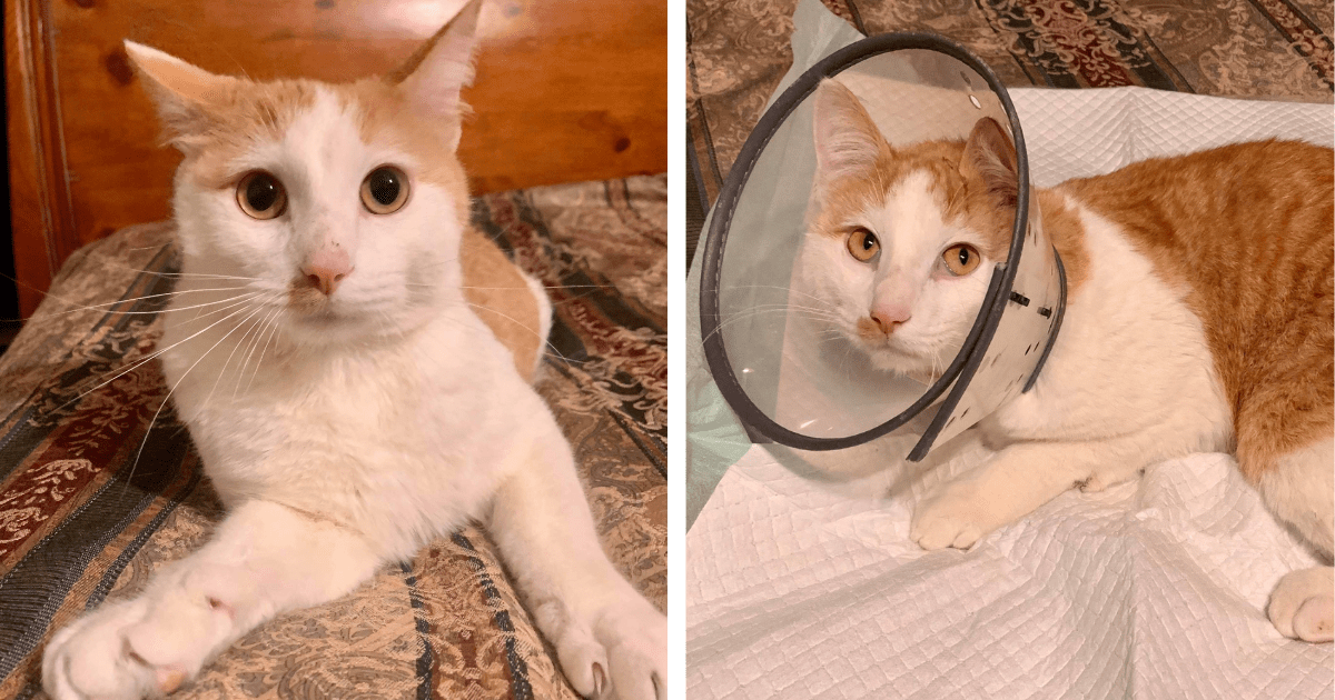 Stray Cat Enjoys Warm Home After Sleeping Outside in Freezing Cold with