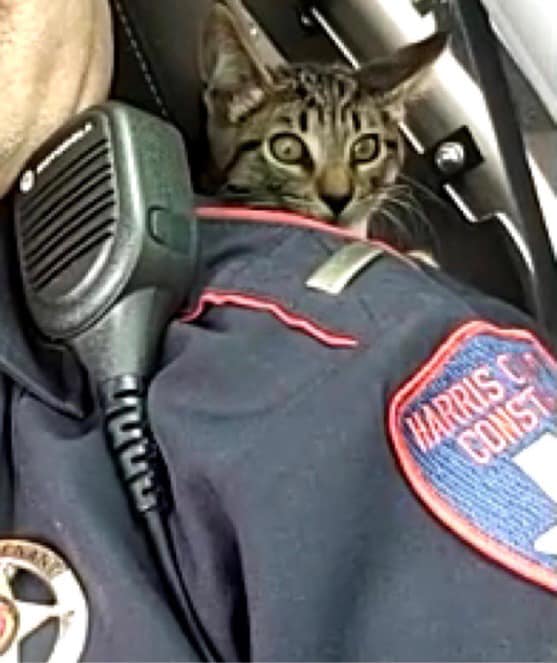 Officer Rushes to Rescue Kitten Cruelly Tossed Out of Car Onto Busy Highway