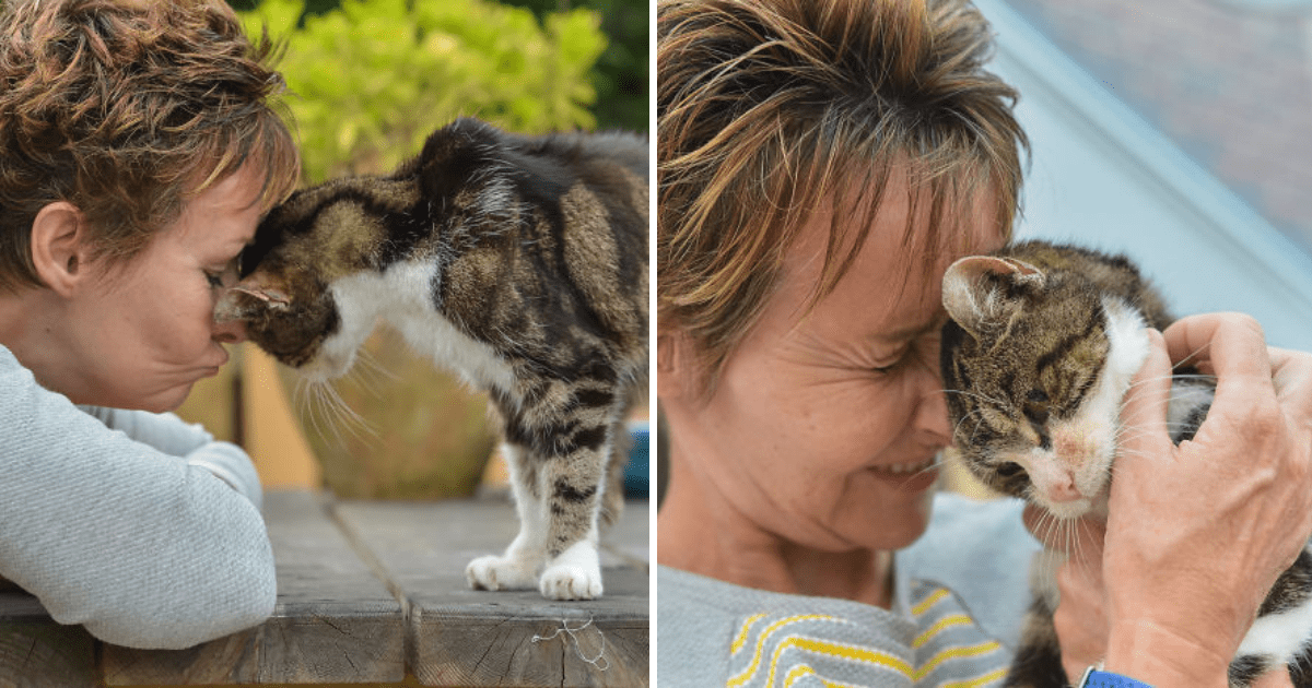 Elderly Cat Reunited with Owner After Missing for 13 Years Still