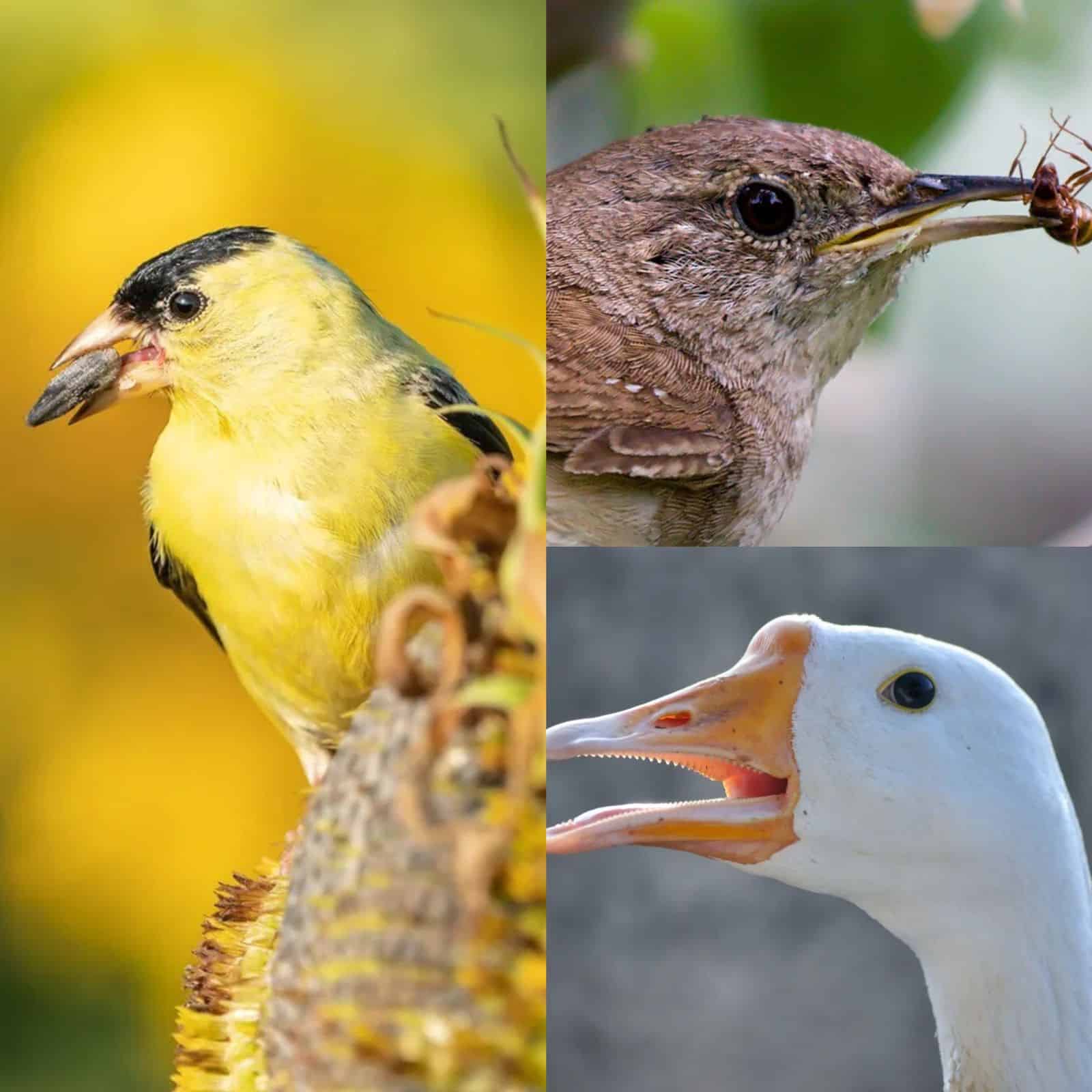 How Do Birds Eat? Here Is All We Need To Know
