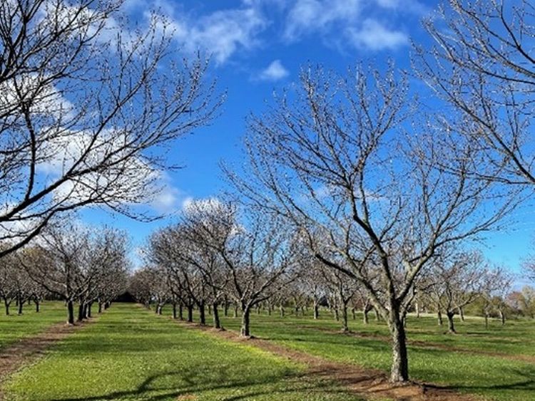 Michigan chestnut tree development impacted by big temperature swings National Nut Grower