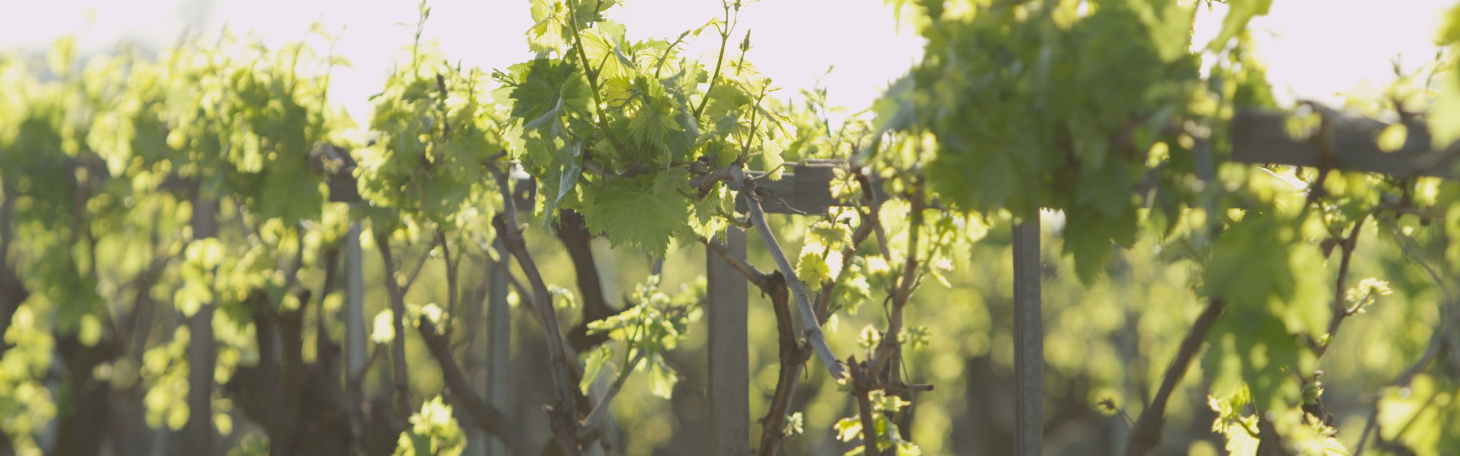 Capabilities_Processing National Raisin Company