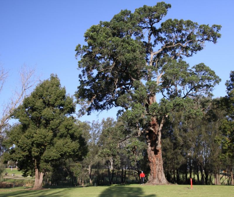 Australia's Largest Trees, Big Tree, Giant Trees, Australia's Biggest
