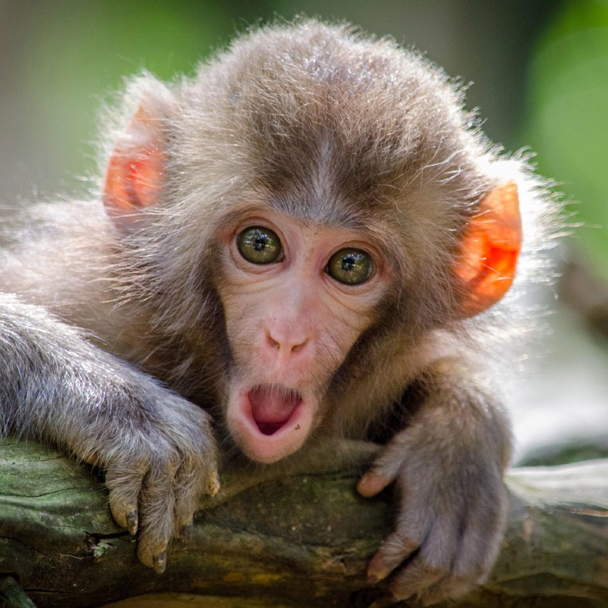 National Monkey Day 2023 Monkey Day - December 14, 2022 - National Today