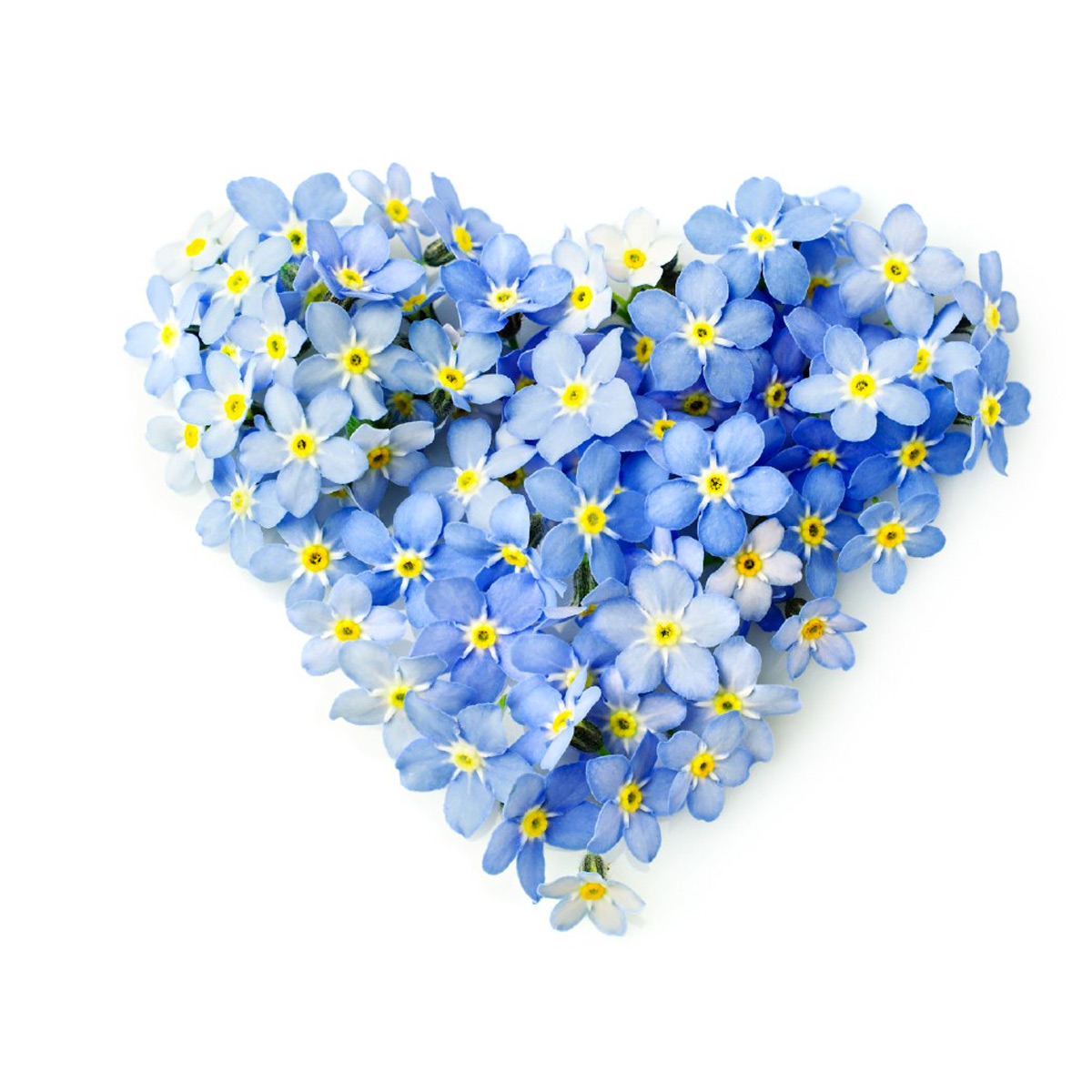 White Me Not Flowers Meaning Best Flower Site