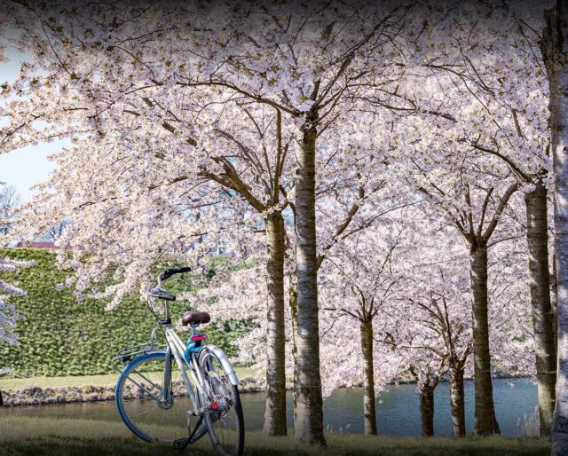 march 20 2023 spring SPRING BEGINS March 20, 2023 National Today