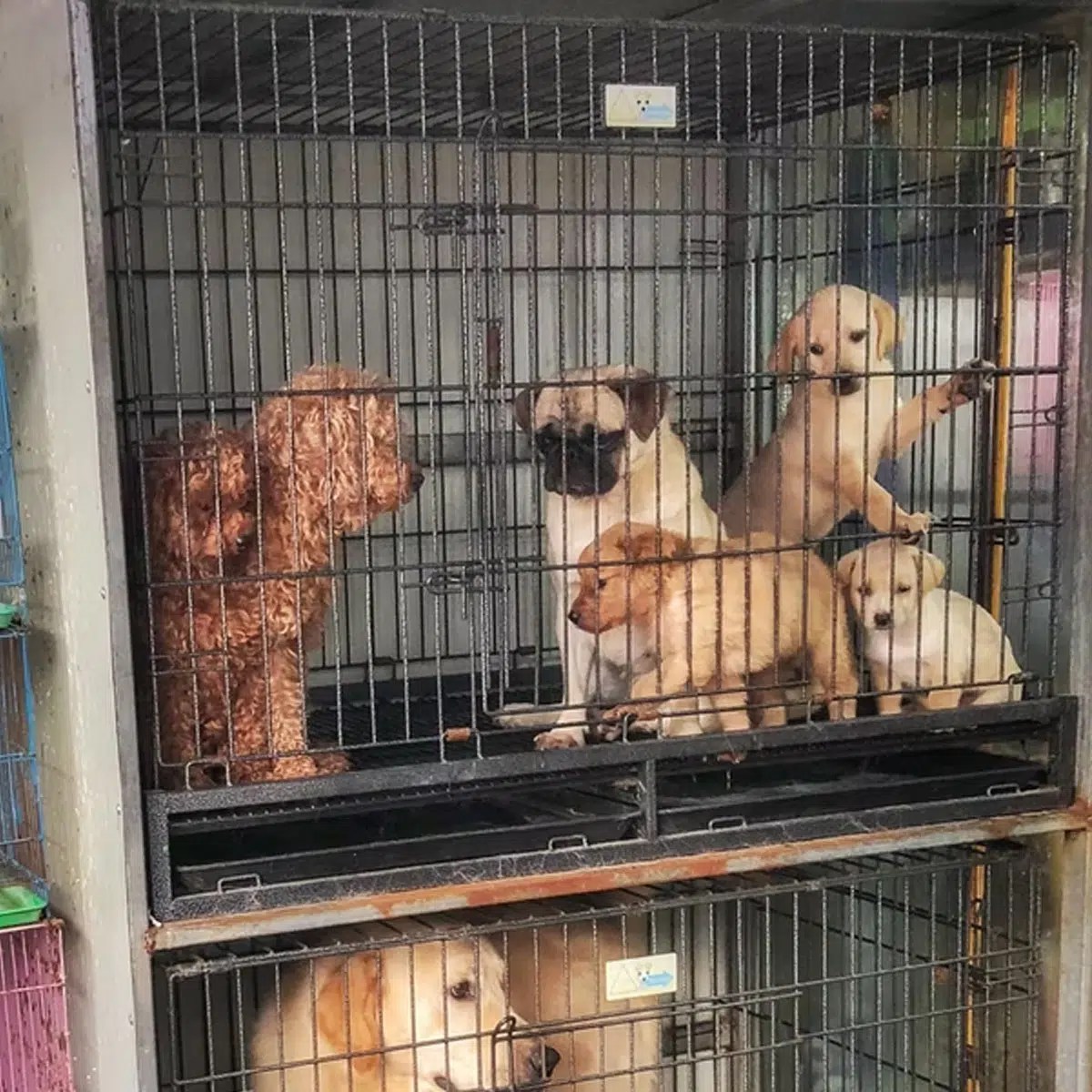 How Many Dogs Do The Rspca Rescue A Year