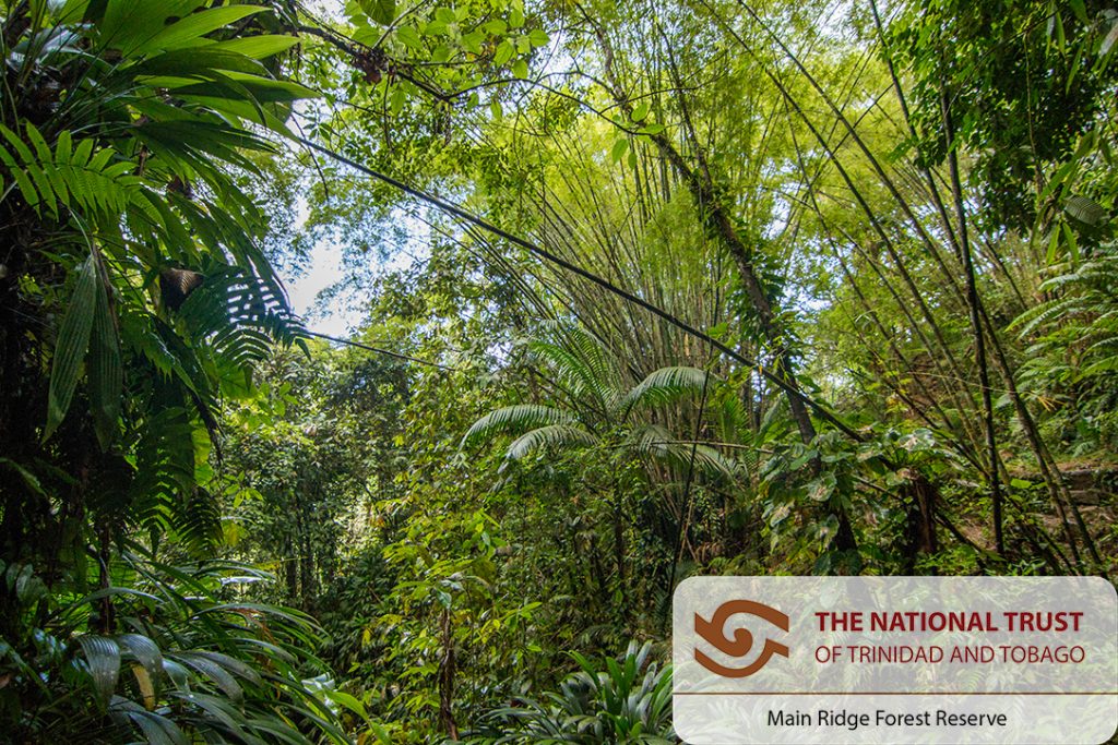 The Main Ridge Forest Reserve — National Trust of Trinidad and Tobago