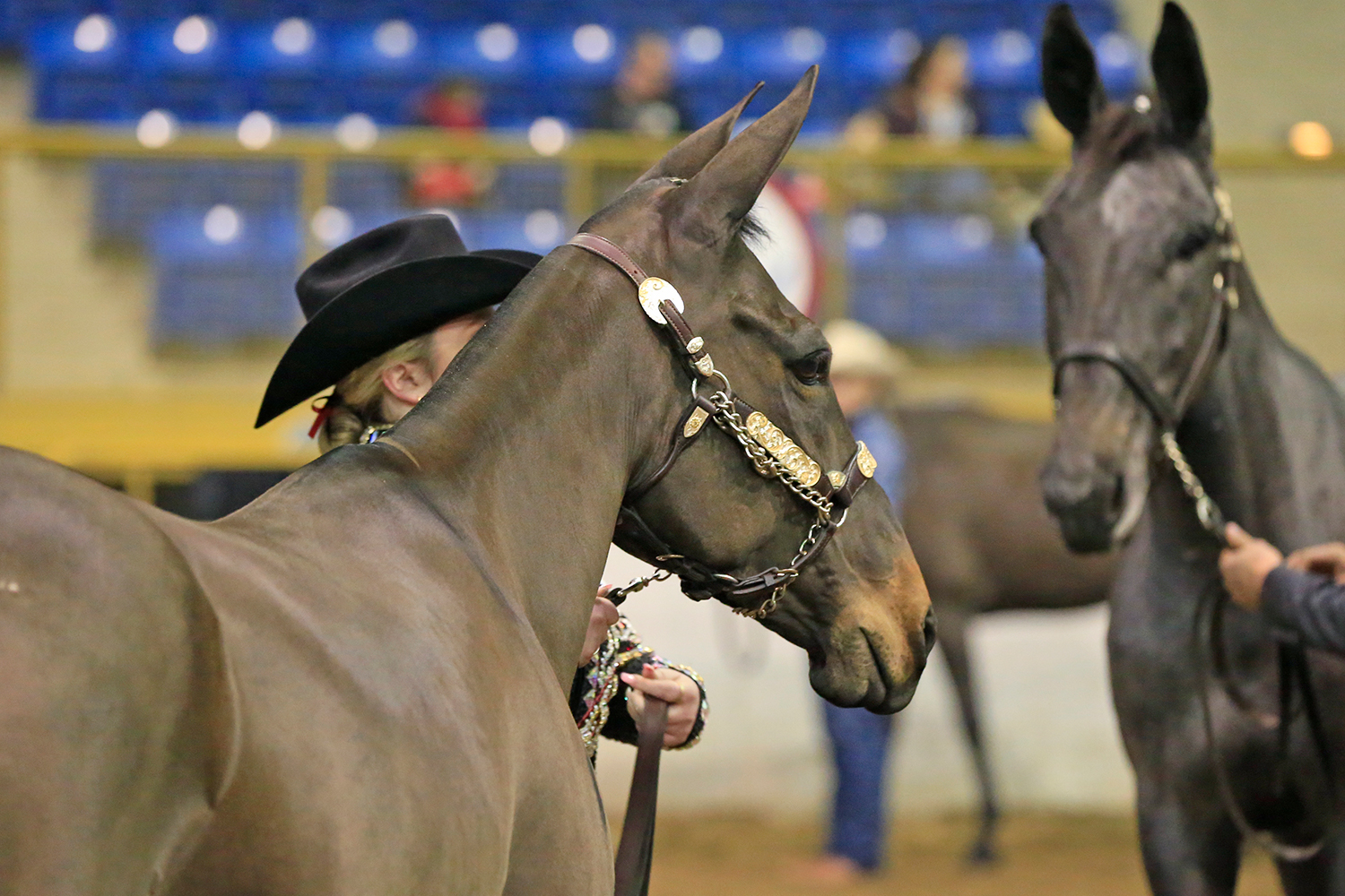 Sandpoint Draft Horse Show 2023 Horse Shows | National Western Stock Show