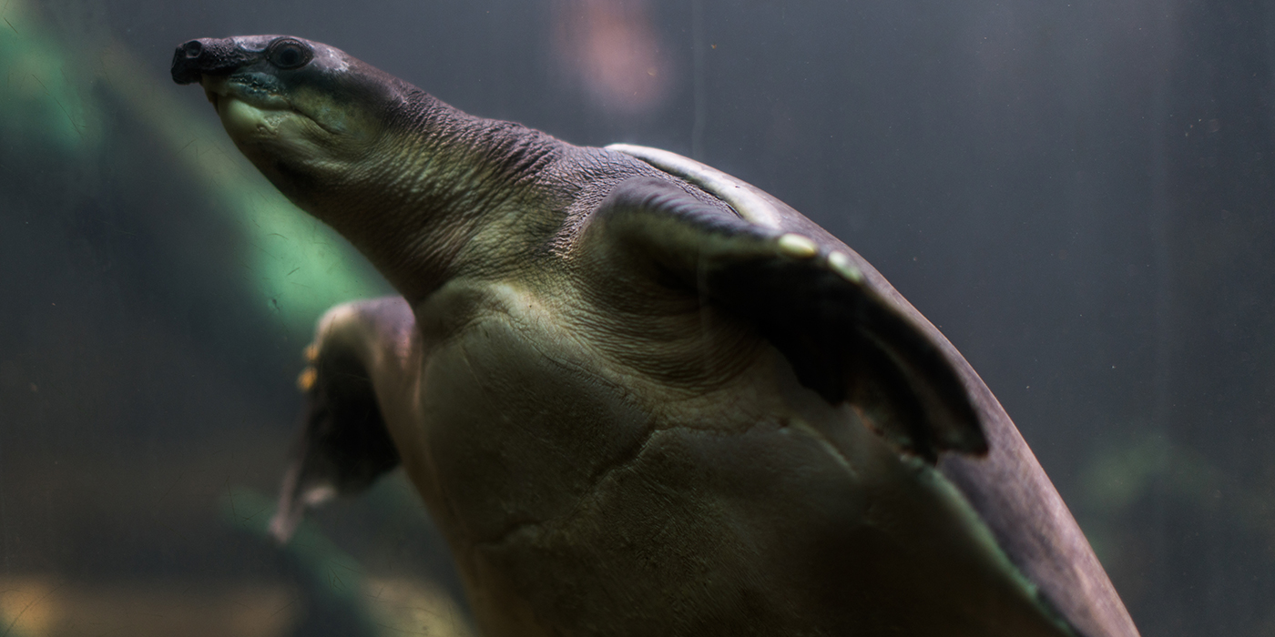 Fly River turtle Smithsonian's National Zoo