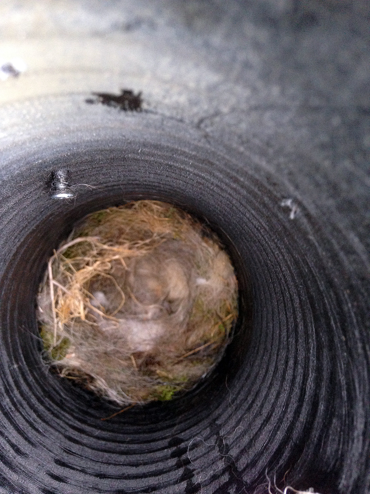 Carolina Chickadee Expedition Blog Smithsonian's National Zoo and