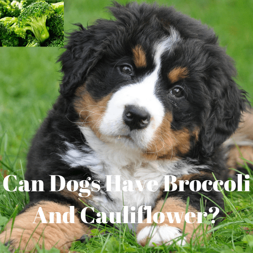 Can Dogs Eat Broccoli And Cauliflower