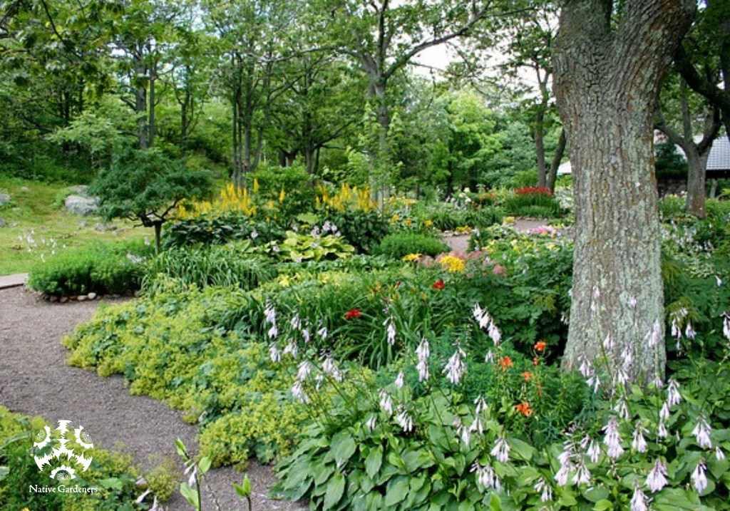 The Ten Best Lawn Replacements For Shade in North Texas Native Gardeners