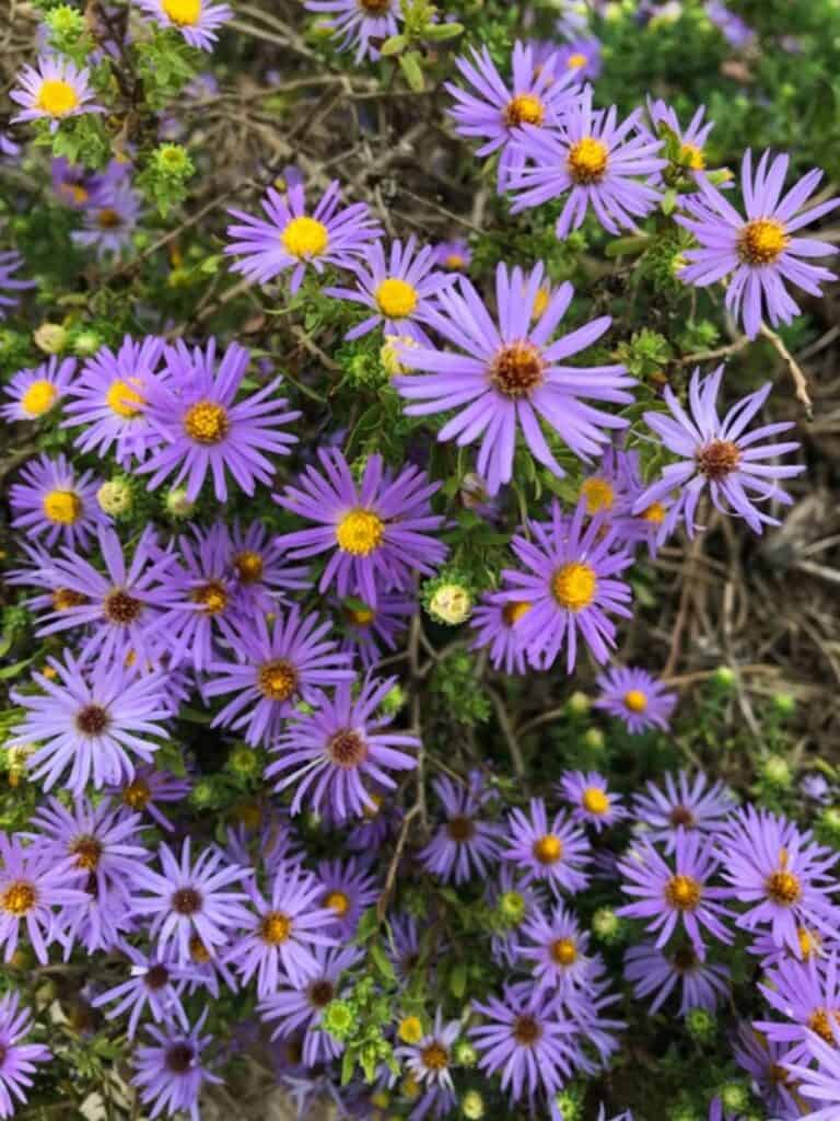 Top 15 Native Texas Plants to Grow Native Backyards