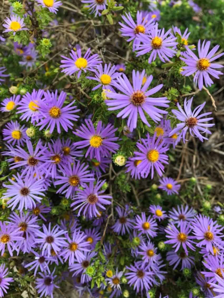Top 15 Native Texas Plants to Grow Native Backyards