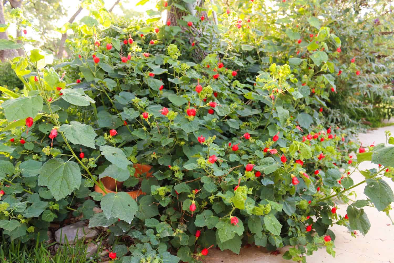Top 15 Texas Shrubs for Your Yard Native Backyards