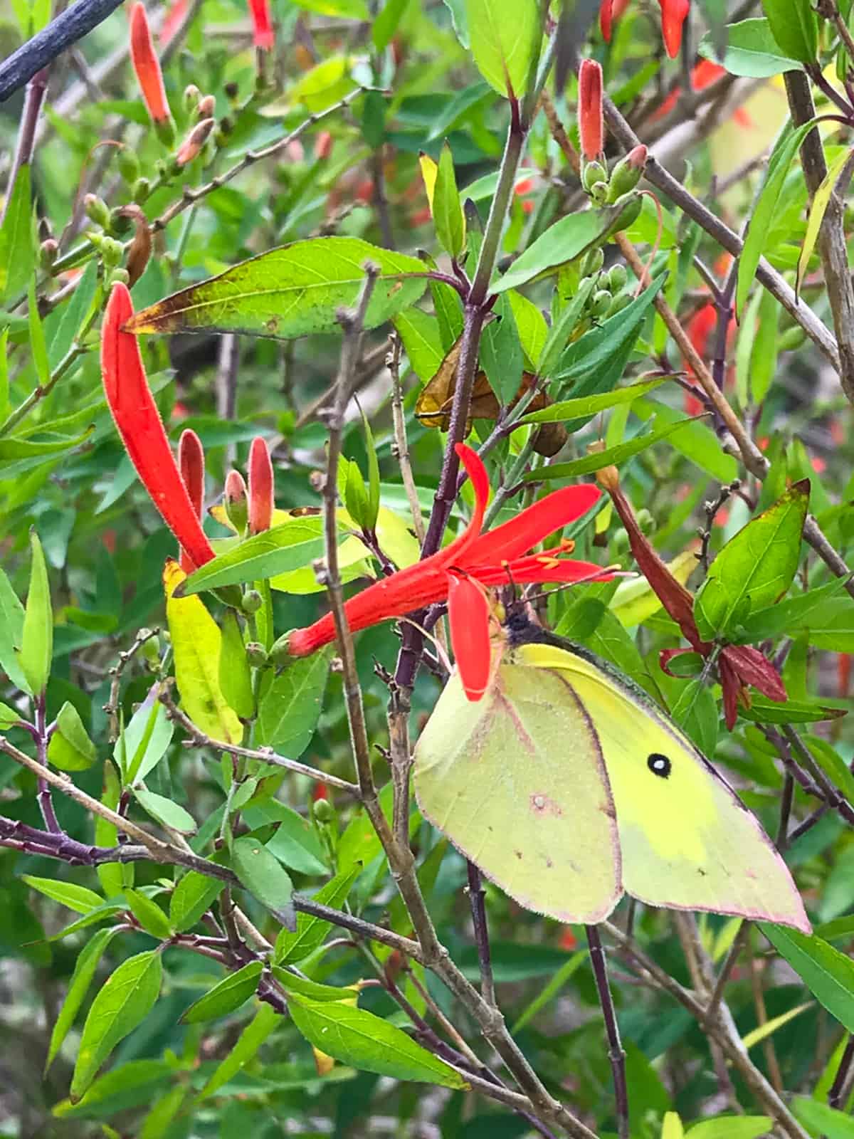 Hummingbird Bush (Flame Acanthus) A Texas Native Native Backyards