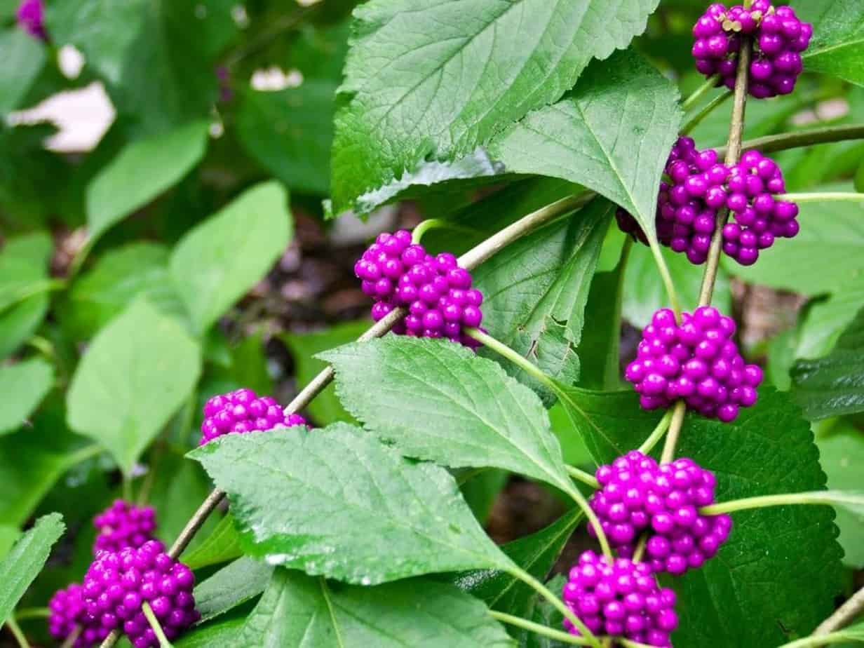 American Beautyberry A Showstopper Native Plant Native Backyards