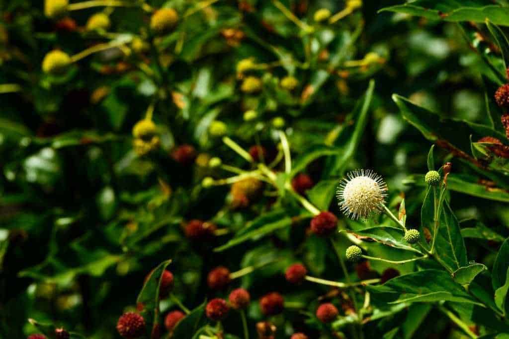 5 Great Reasons to Grow Buttonbush (Cephalanthus occidentalis) Native