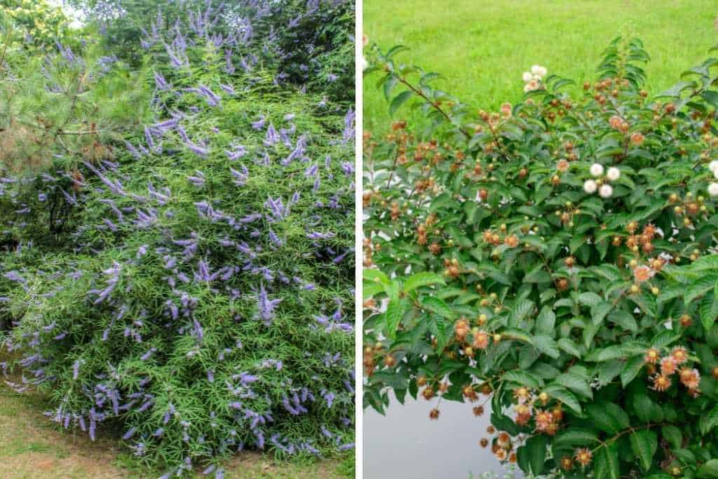 5 Great Reasons to Grow Buttonbush (Cephalanthus occidentalis) Native