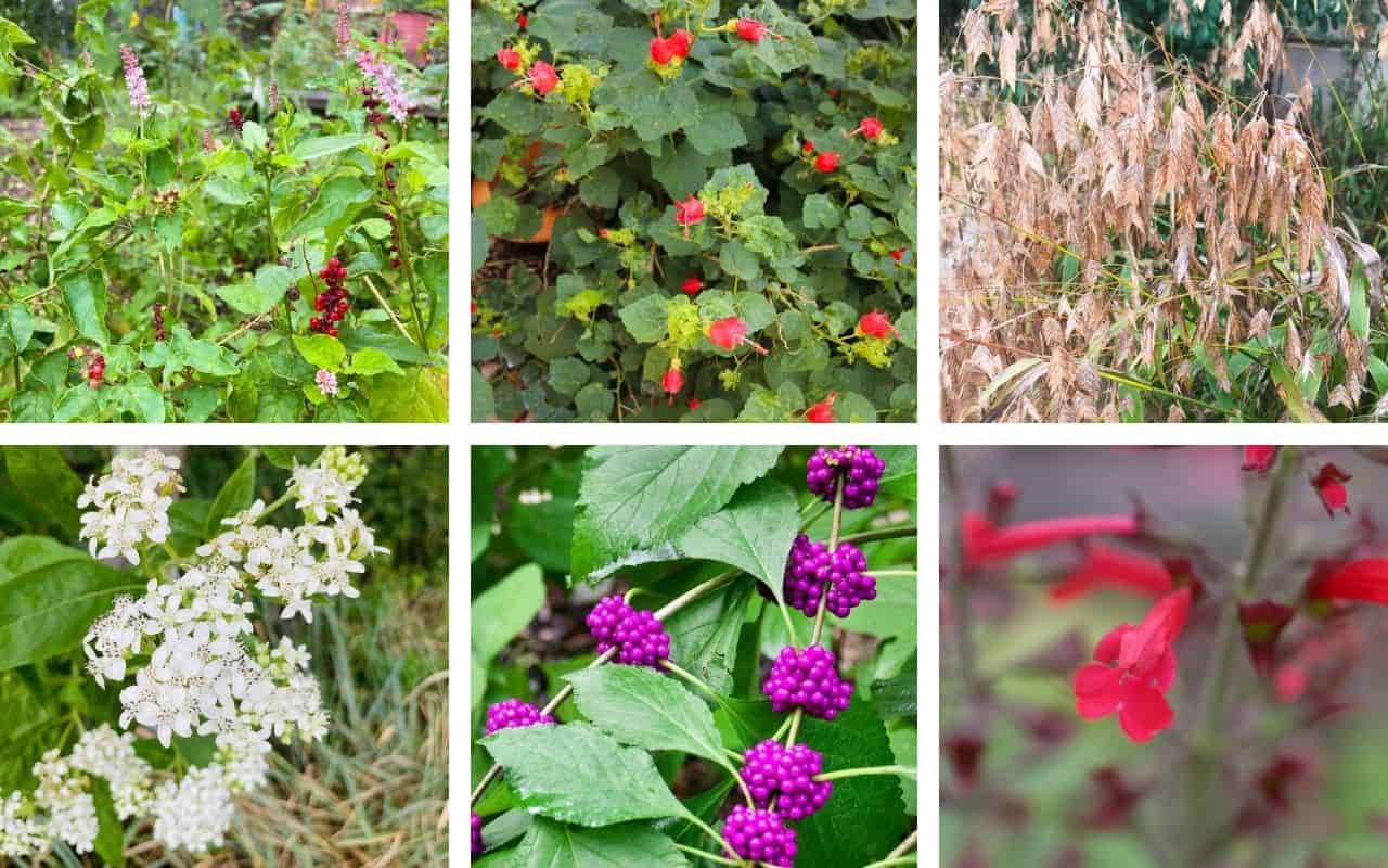 How to Start Growing Native Plants Native Backyards