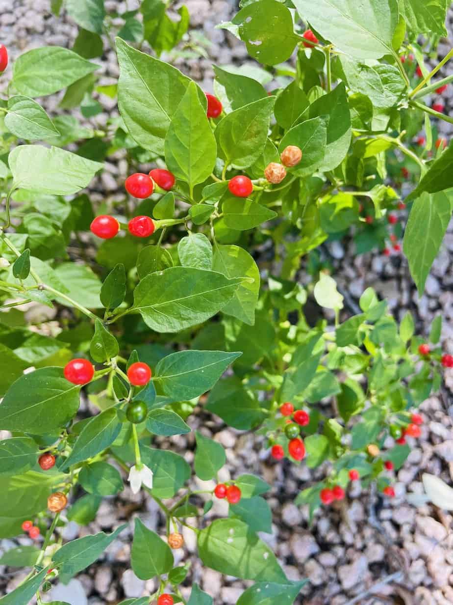 Top 10 Texas Shade Plants Native Backyards