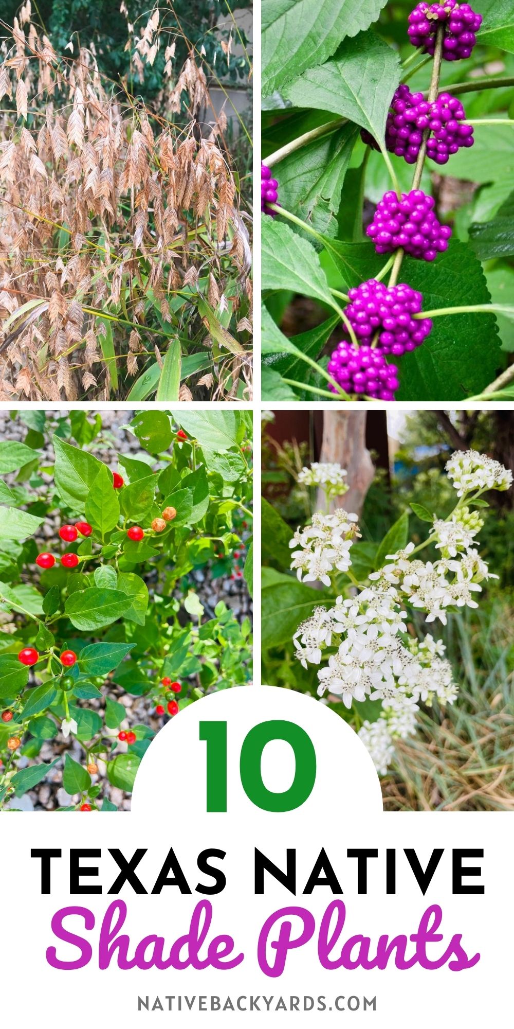 Top 10 Texas Shade Plants Native Backyards