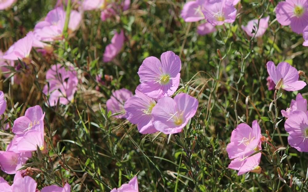 Top 10 Texas Wildflowers to Grow Native Backyards