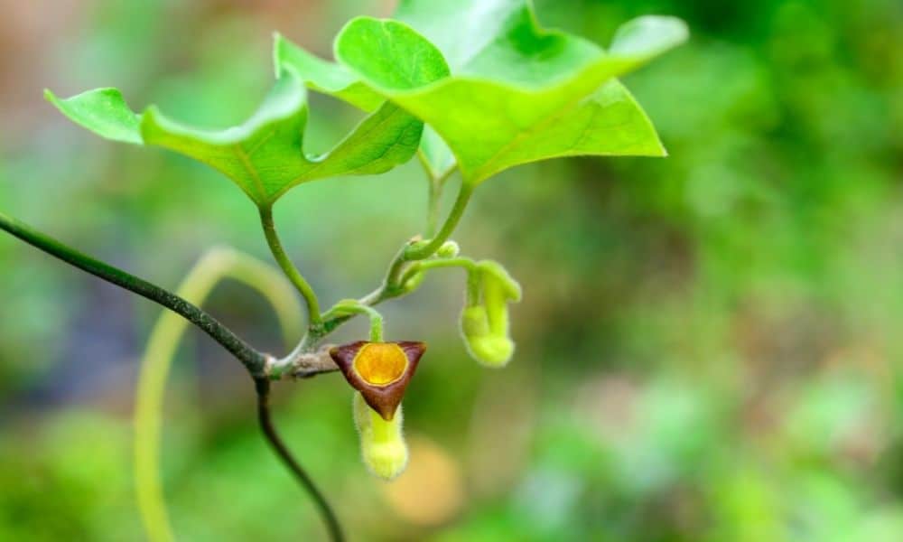 Top 7 Native Texas Vines to Grow! Native Backyards