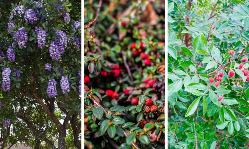 Top 35 Texas Deer Resistant Plants Native Backyards