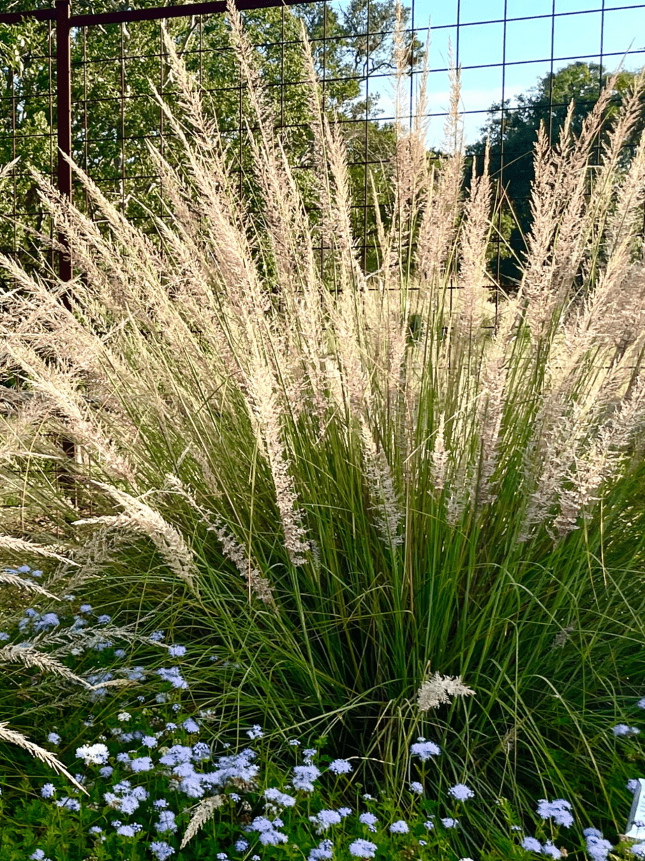 Top 5 Texas Native Grasses for Landscapes Native Backyards