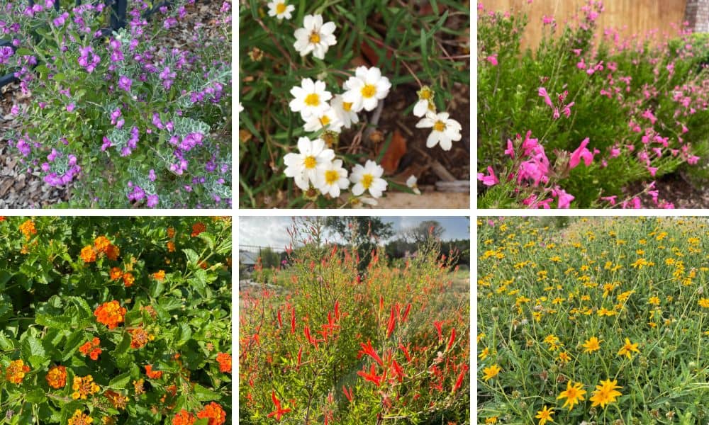 Top 10 Drought Tolerant Perennials for Texas Native Backyards
