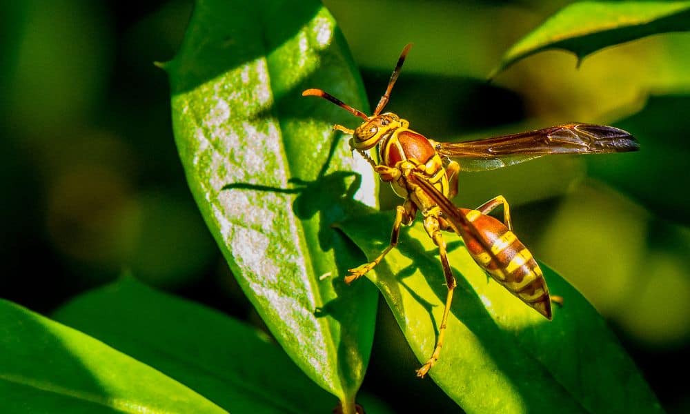 Paper Wasp Texas Quill And Fox