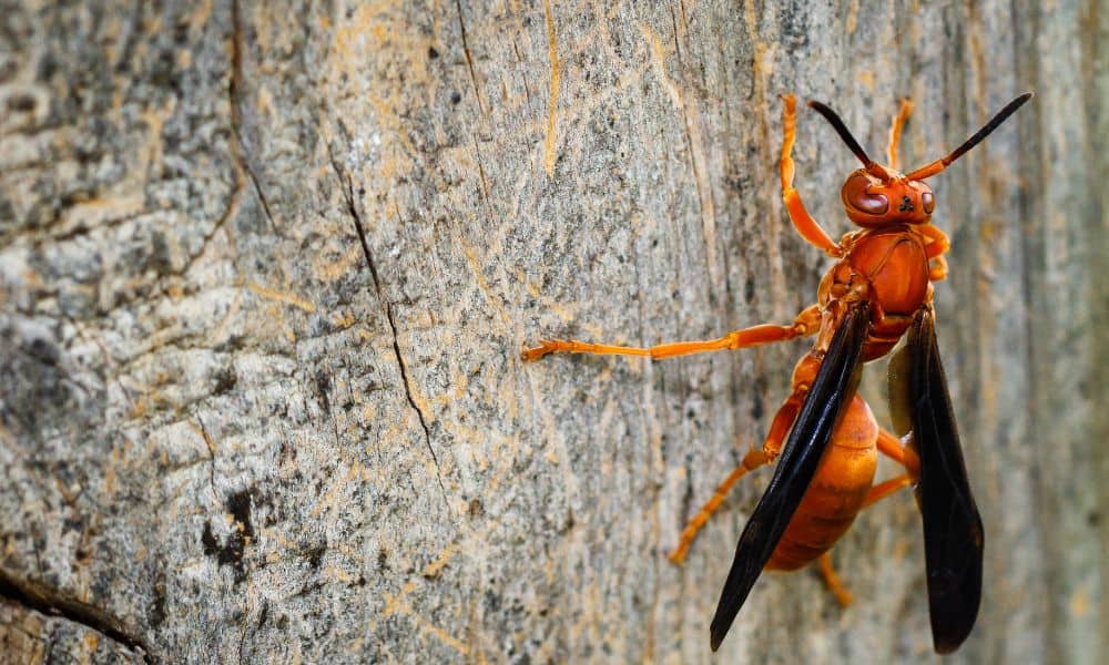Paper Wasp Texas Quill And Fox