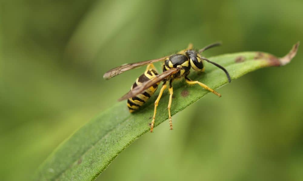 10 Texas Wasps to Know and Appreciate! Native Backyards