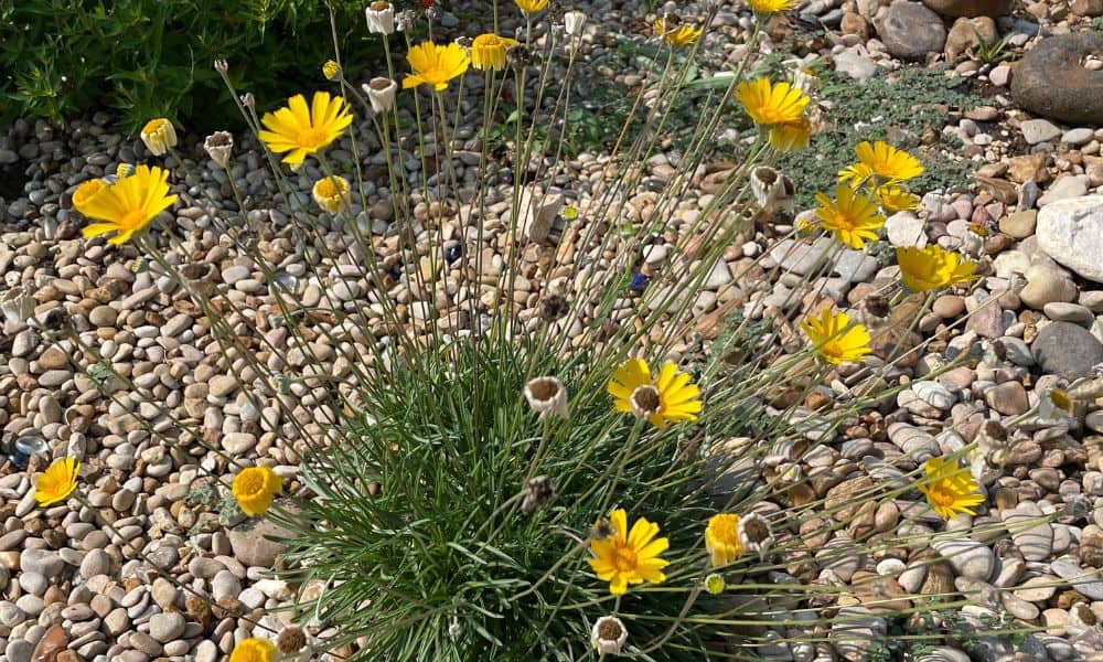 5 Reasons to Plant Four Nerve Daisy (Tetraneuris scaposa) Native