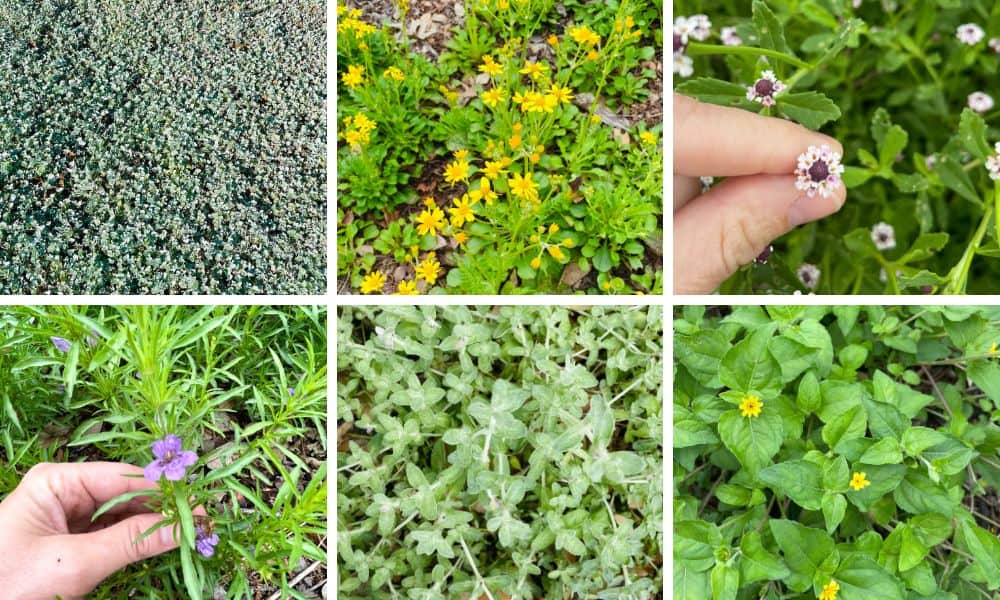 Top 7 Texas Native Ground Covers Native Backyards