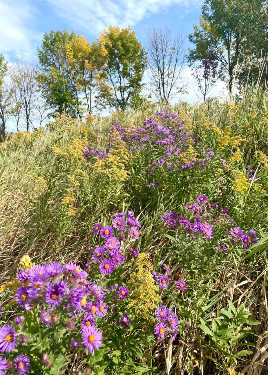 Top 5 Texas Fall Flowers to Grow Native Backyards