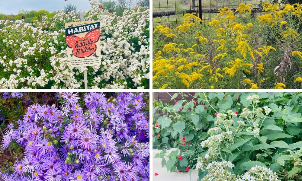 Top 5 Texas Fall Flowers to Grow Native Backyards