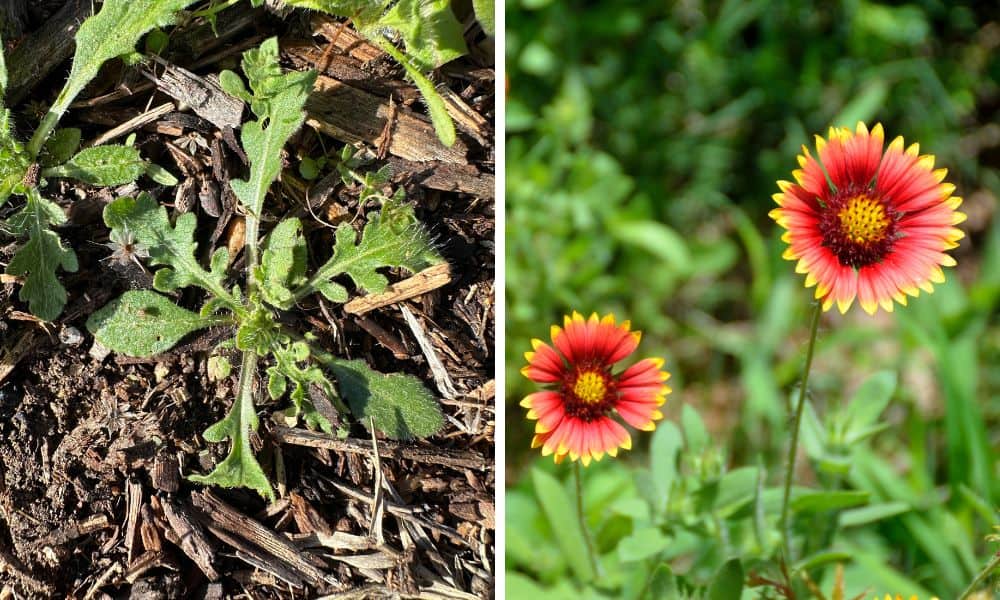 Wildflower Identification 10 Common Seedlings to Know! Native Backyards
