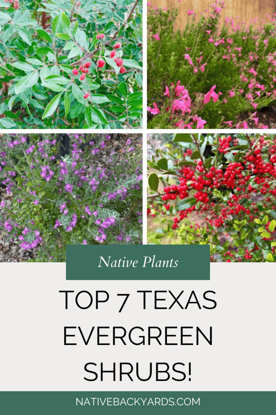 Top 7 Texas Evergreen Shrubs Native Backyards