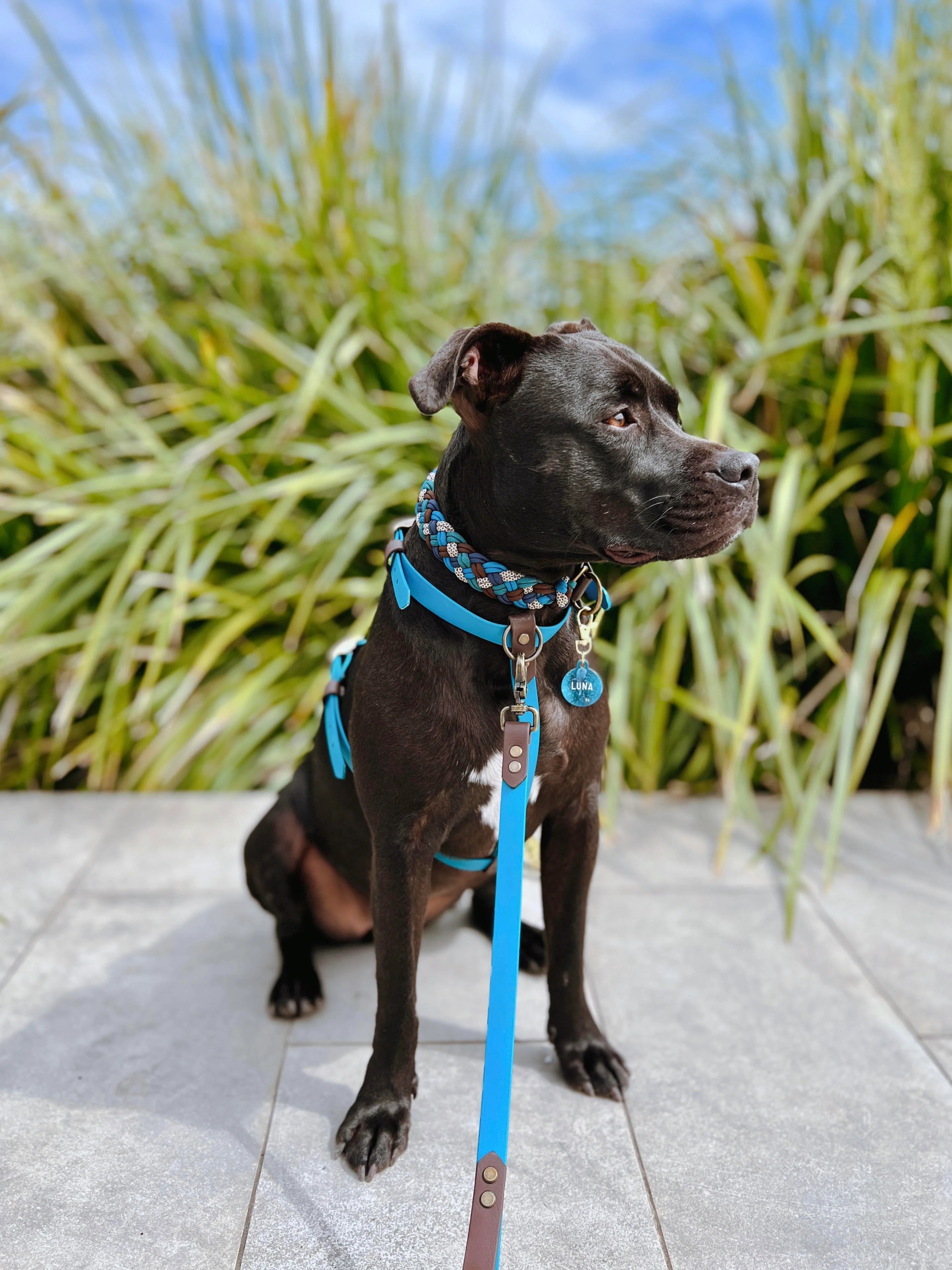 Pet Dog Collar vs Harness Native Collars