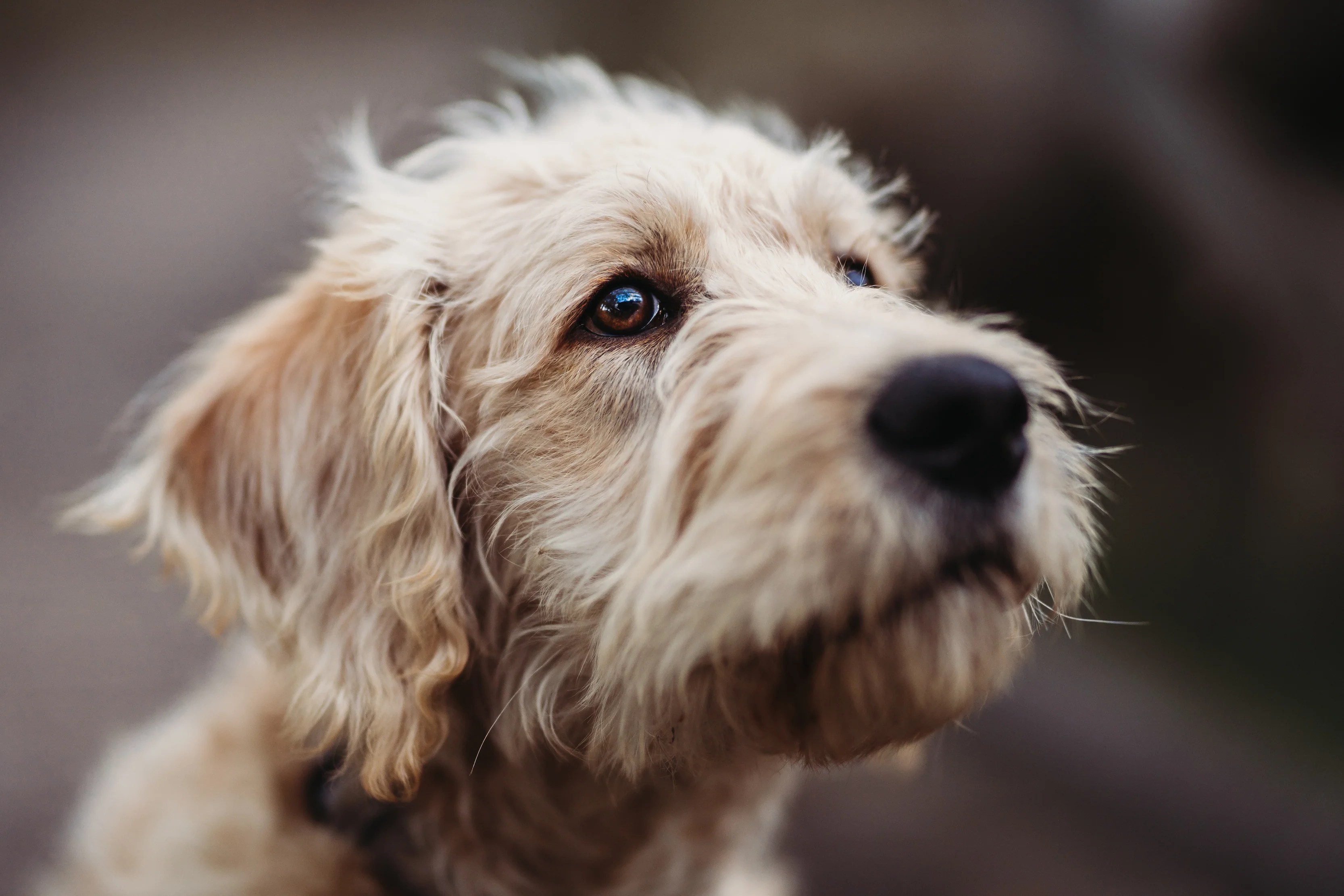 Knowing Correct Tightness of Dog Collar Native Collars