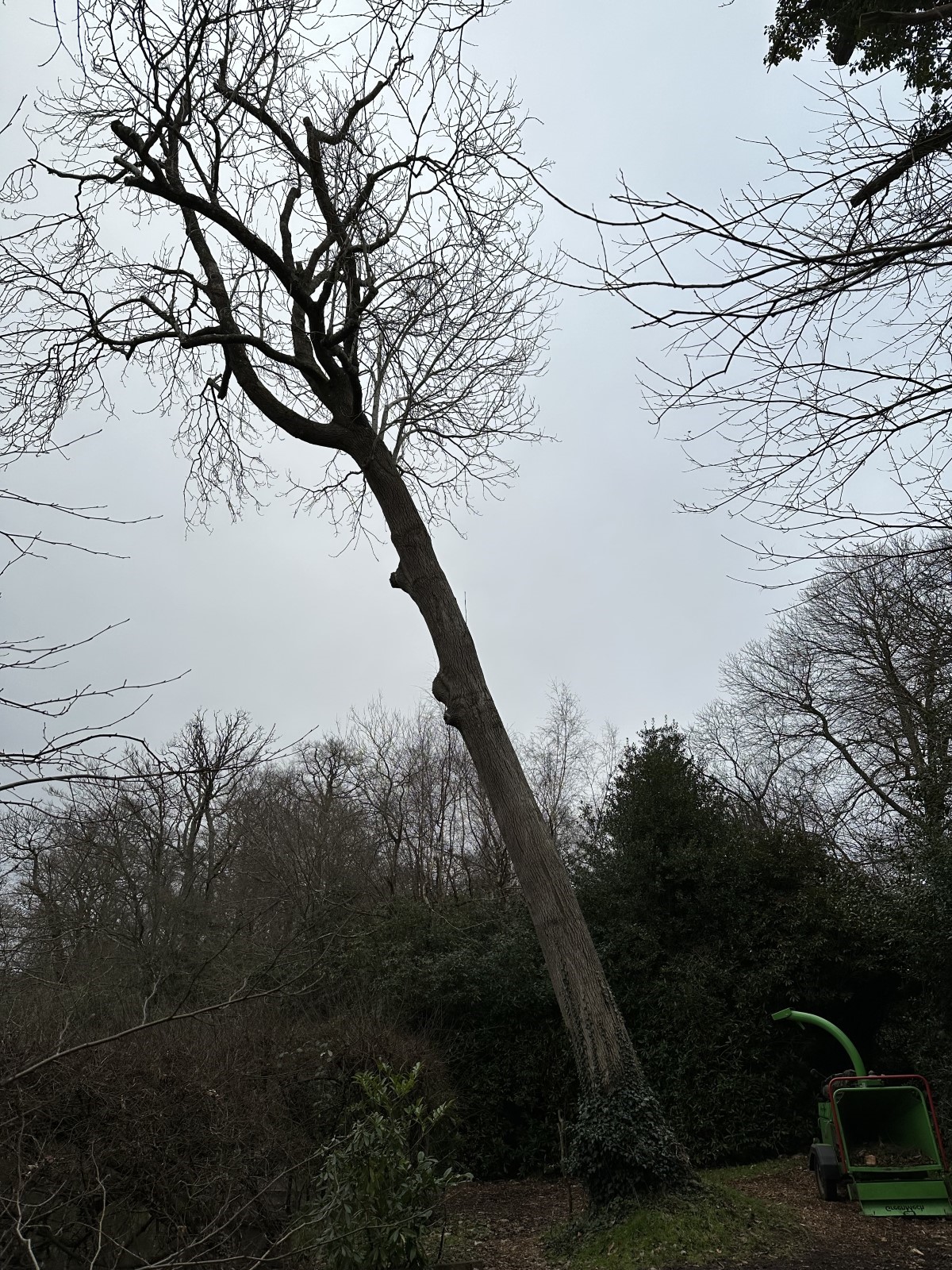 Dangerous Ash tree removal in Haslemere. Native Forest