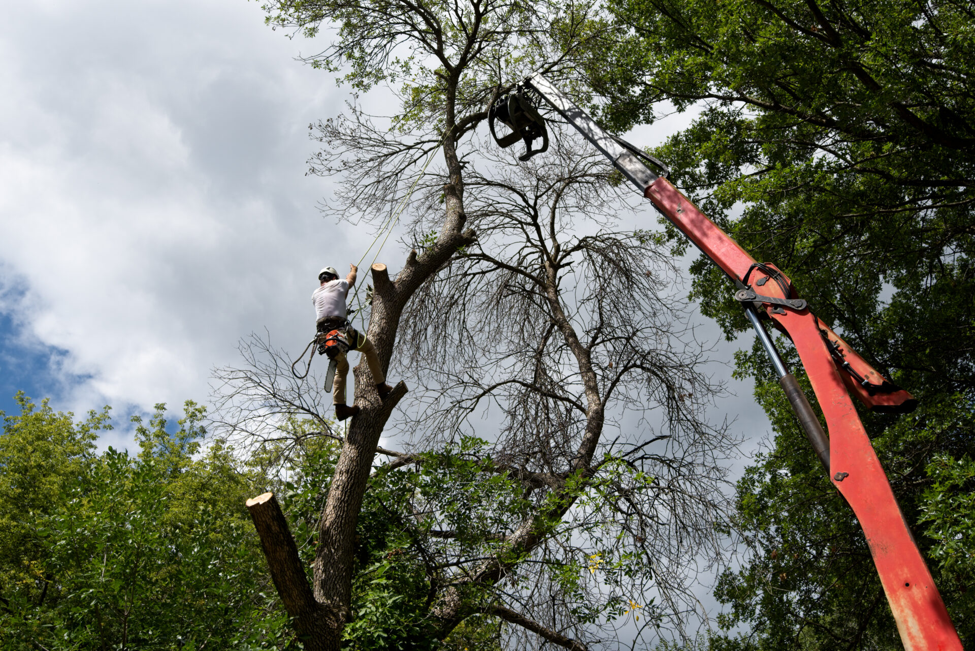 Tree Removal Cost How Much & What Effects The Price?