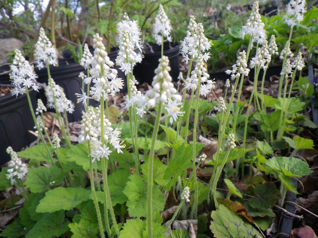 Tiarella cordifoliaFoam flower » Native Haunts