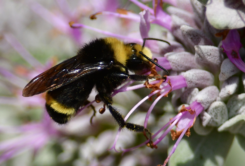 Yellowfaced Bumble Bee Native Here Nursery