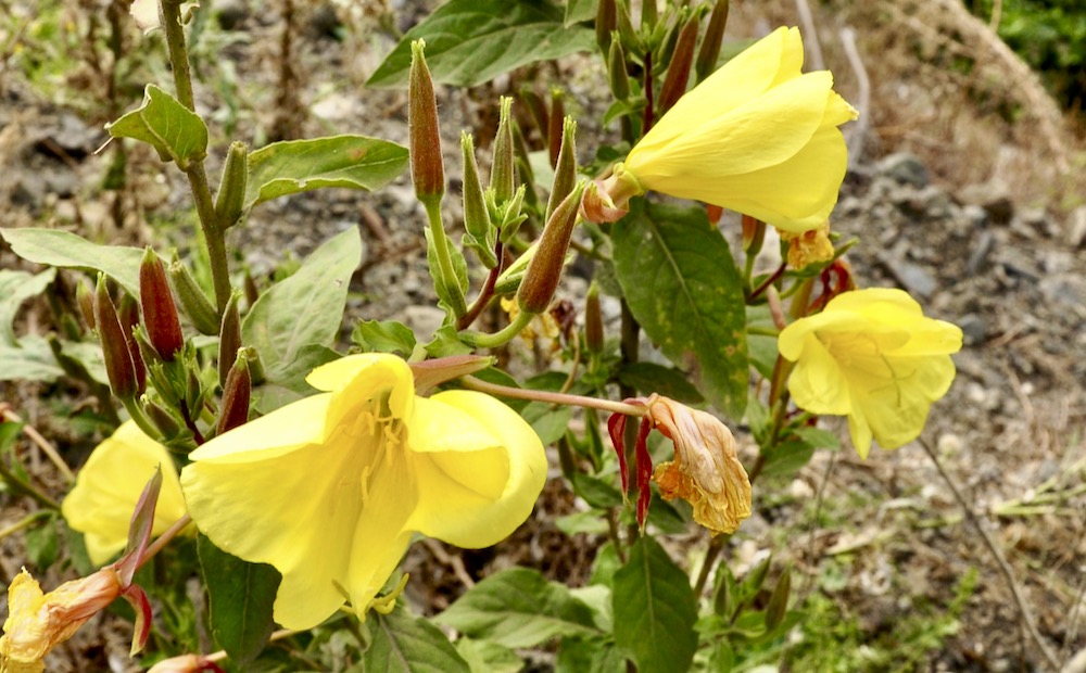 Evening Primrose Native Memory Project